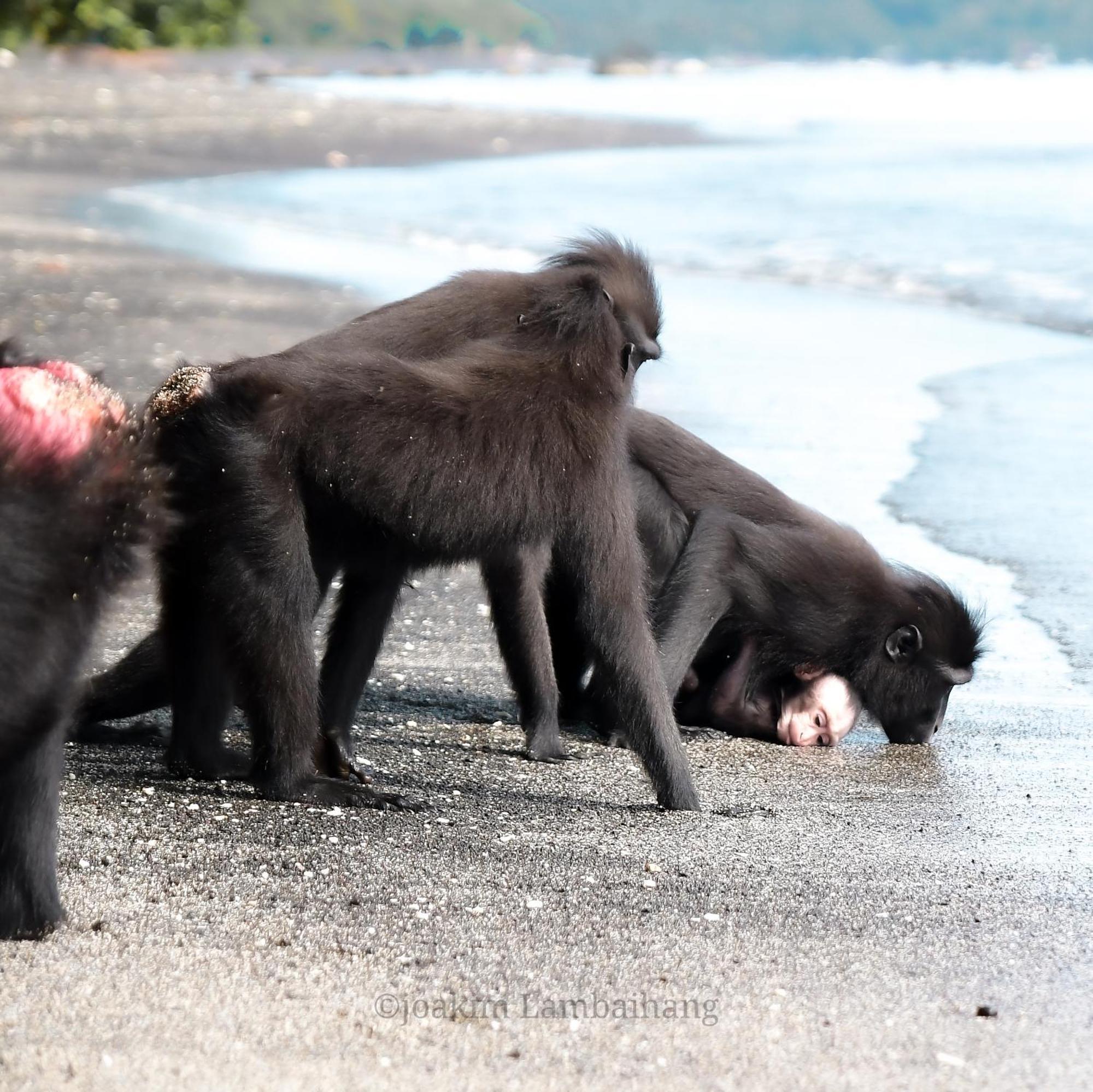 Tangkoko Backpacker Home Stay Rinondoran Экстерьер фото